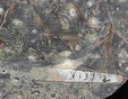 -/ Fossil Orthoceras & Goniatite Plate - Stoneware #40543-1